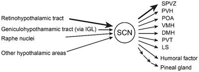 Circadian rhythm mechanism in the suprachiasmatic nucleus and its relation to the olfactory system